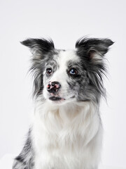 Marble Border Collie smile. Cute dog on a white background in studio