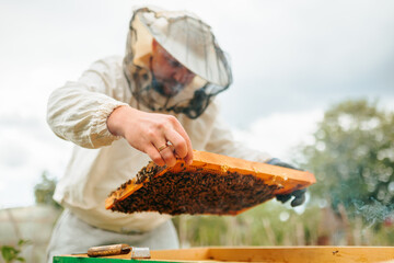 The master beekeeper holds a honeycomb frame with bees while working in the apiary. A man works...