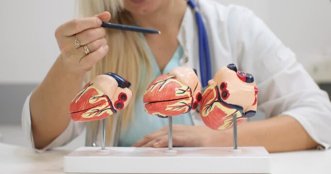 The doctor explains the anatomy of the structure of the heart on the model. The cardiologist reveals the model of the heart and shows its structure inside. Heart anatomy concept.