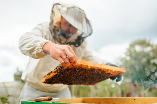 The master beekeeper holds a honeycomb frame with bees while working in the apiary. A man works with bees and hives in a protective suit. The concept of beekeeping and farming.