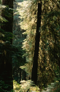 Temperate Coastal Rainforest, Carmanah-Pacific Provincial Park, British Columbia, Canada