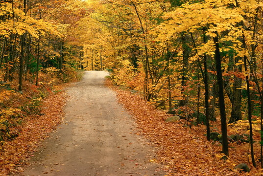 Country Road in Autumn, Rosseau, Muskoka, Ontario