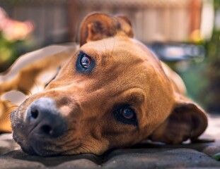 portrait of a dog closeup