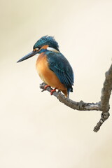 kingfisher in a forest