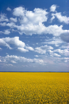Canola Field near Grande Prairie Alberta, Canada