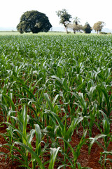 Fototapeta na wymiar Wide view of corn plantation cultivation in rural area of ​​Sao Paulo state, Brazil