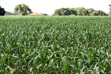 Wide view of corn plantation cultivation in rural area of ​​Sao Paulo state, Brazil