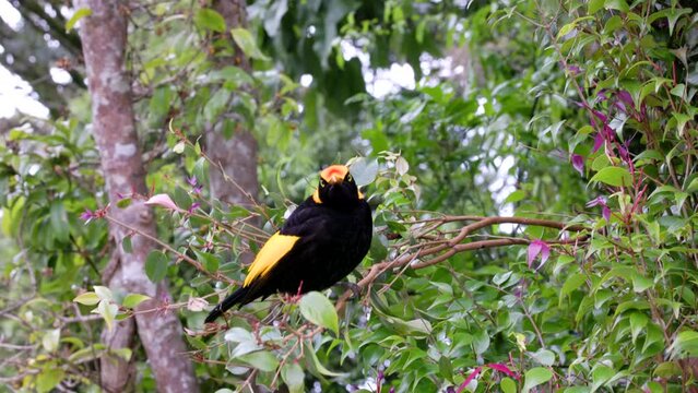 a front view of a male regent bowerbird perching in a tree at o'reillys rainforest retreat in lamington national park of sth qld, australia