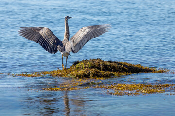 Blue Heron wings stretched on Vancouver Island