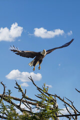 Vancouver Island Bald Eagle