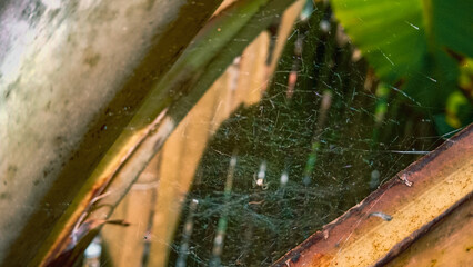cobwebs between banana tree branches