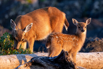 Mother and child deer in Ucluelet on Vancouver Island