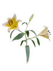Yellow lily flowers isolated on white background. Lilies have six petals and are  trumpet-shaped, sitting atop a tall, erect stem with narrow, long, lance-shaped leaves. 