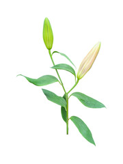 Flower buds of lilies isolated on white background. Lilies have six petals and are trumpet-shaped, sitting atop a tall, erect stem with narrow, long, lance-shaped leaves.