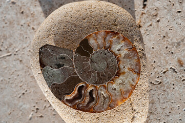 Spiral ammonite nautilus fossils photographed on stone slab. 