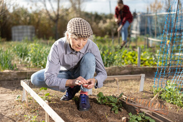 Positive mature woman earthing seeds of berries and vegetables into the ground while working in...