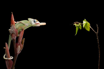 Baby High Pied Veiled Chameleon is ready to catch its prey with its tongue.
