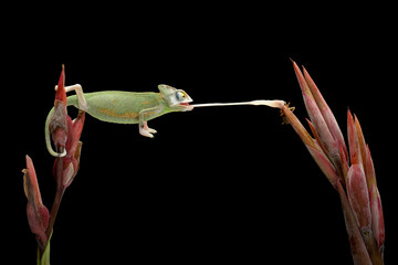 Baby High Pied Veiled Chameleon is catching its prey with its tongue.