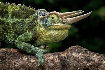 Foto op Plexiglas Jackson’s chameleon (Trioceros jacksonii) on tree branch. © Lauren