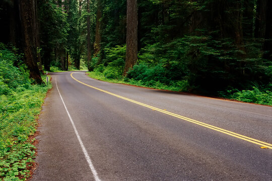 Highway and Trees at Prairie Creek Redwoods State Park, California, USA