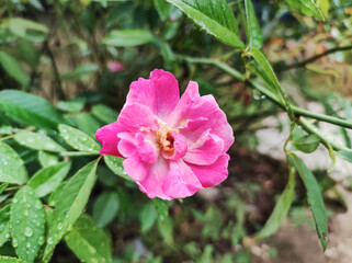 pink flower rosa