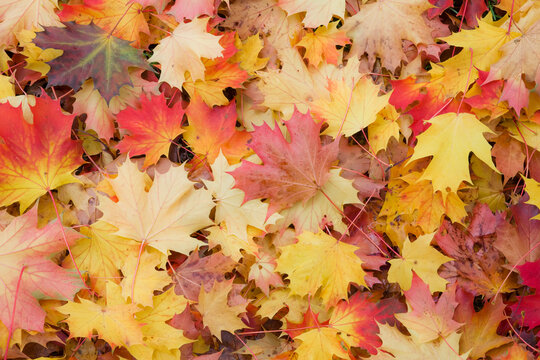 Autumn, Almond Park, Kitsilano, Vancouver, British Columbia, Canada