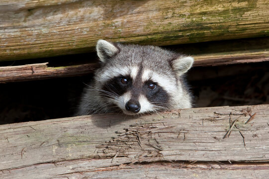 Raccoon in Stanley Park, Vancouver, British Columbia, Canada