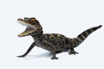 The Dwarf Caiman (Paleosuchus trigonatus) is the second-smallest species of the family Alligatoridae.