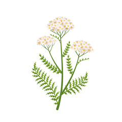 Yarrow flower vector illustration, scientific name Achillea millefolium, isolated on white background.