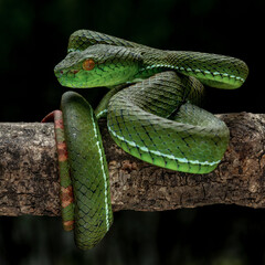 Mentawaian Pit Viper is a rare snake which only can be found in South East Asia, especially in Mentawai island, Indonesia.