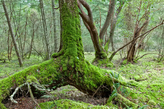 Moss Covered Trees, Reginald Hill, Salt Spring Island, British Columbia, Canada