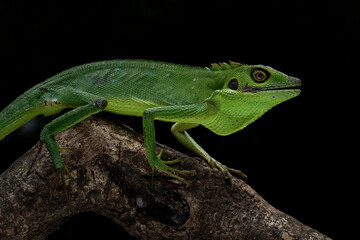 Bronchocela hayeki, the Sumatra Bloodsucker, is a species of lizard endemic to Indonesia.