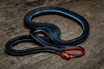 Calliophis intestinalis, commonly known as the Banded Malaysian Coral Snake, is a species of venomous elapid snake endemic to Borneo, Java, Indonesia, and Malaysia.