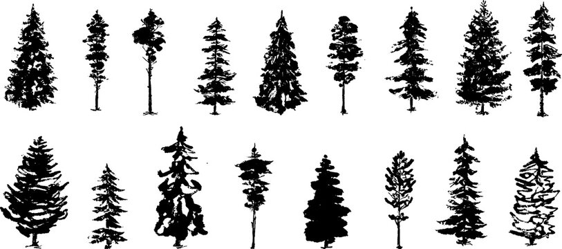 Fir trees. Textured ink brush drawing