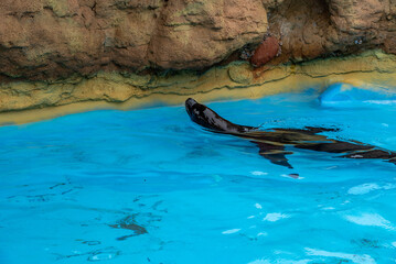 seal in the water