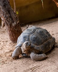 turtle on the ground
