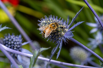 Honey Bee on Sea Holly Flowers Eryngium plants in bloom in middleterranean garden