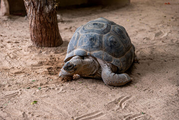 turtle on the ground in zoo Lanzarote
