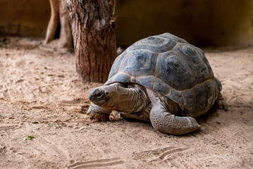 turtle on the ground