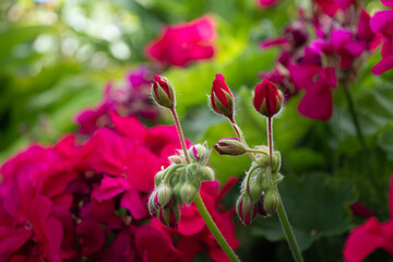 Obraz na płótnie Canvas Red geranium buds in the garden on bright floral background