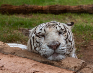 white bengal tiger in the zoo