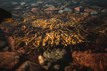 Some plants underwater on a coast in Norway