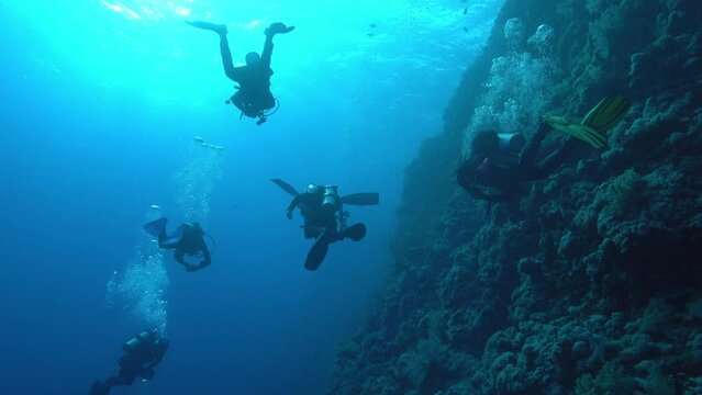 Scuba divers in Elphinstone reef 