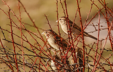sparrows on a branch