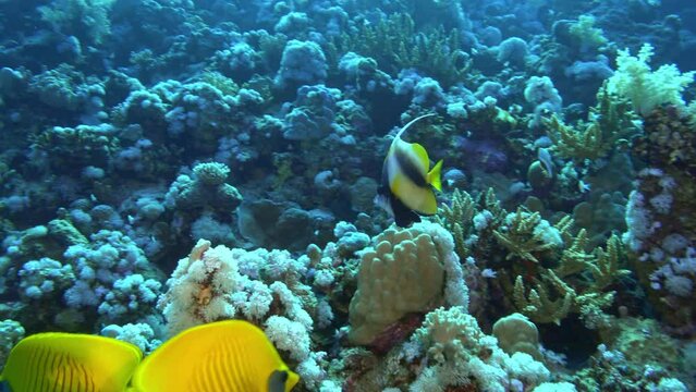 Underwater life - Idol and Surgeon fish swimming in a Red Sea coral reef