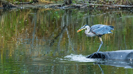 Great blue heron, Ardea Herodias, catching a goldfish, carassius auratus, in a pond