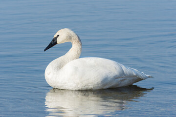 Naklejka na ściany i meble Adult trumpeter swan (Cygnus Buccinator) resting in a lake