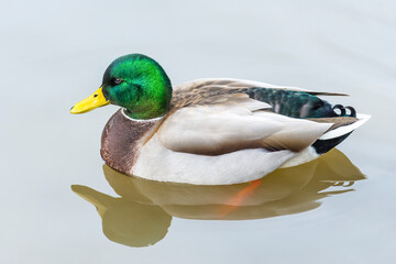 Obraz premium Breeding adult male mallard duck (Anas Platyrhynchos) swimming in a pond