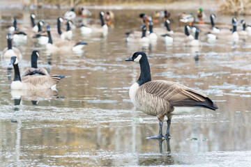 Canada geese (Branta canadensis) standing on icy pond