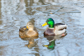 Adult breeding male and female mallard duck (Anas Platyrhynchos) swimming in a pond with ice sheets